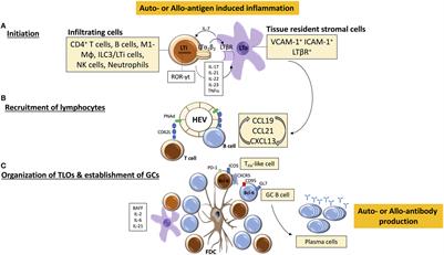 Spoiling for a Fight: B Lymphocytes As Initiator and Effector Populations within Tertiary Lymphoid Organs in Autoimmunity and Transplantation